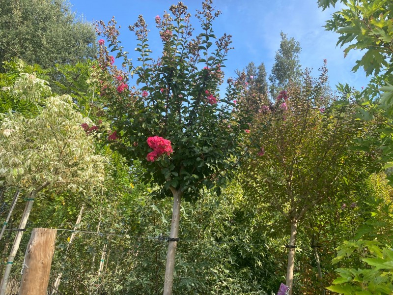 Livraison de Lila des Indes à planter à Libourne: l'arbre fleuri par excellence