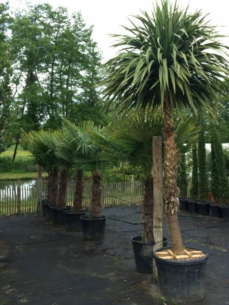 Achat de palmiers de toutes tailles Libourne