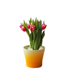 Bibit Mangga Rajabandot