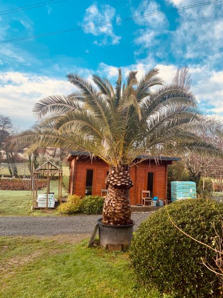 palmiers ou un arbre de grande taille de 5m et plus dans le Libournais